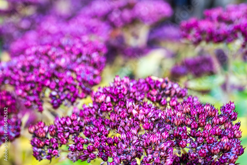 A view of a flower in the rose garden in Sangerhausen