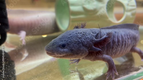 Mexican salamander sitting in the aquarium