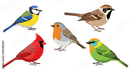 Colorful Songbirds Collection Vector Illustration Set Blue Tit Robin Cardinal Sparrow Nature Diversity