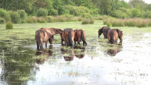 A small herd of horses stands in ankle-deep water amid a lush meadow with tall grasses and reeds. The scene conveys calm, nature, and pastoral life in a wetland setting.