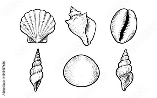 Collection of six hand-drawn seashells in a sketch style on a white background