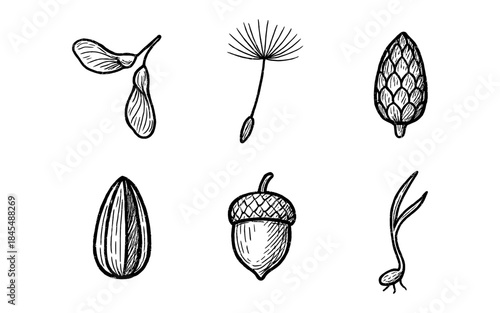 Collection of hand-drawn seeds and plant parts in a sketch style