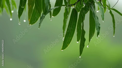 Wallpaper Mural Sandalwood Leaves with Raindrop Macro Torontodigital.ca