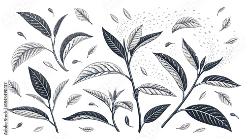 Elegant black and white illustration of leaves blowing in the wind
