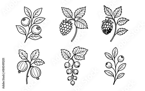 Collection of hand-drawn berry illustrations on branches with leaves, black and white
