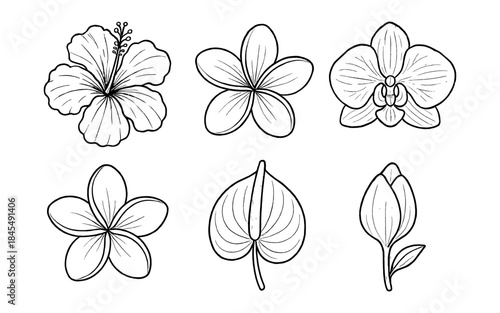 Collection of hand-drawn tropical flower illustrations in black and white outline style