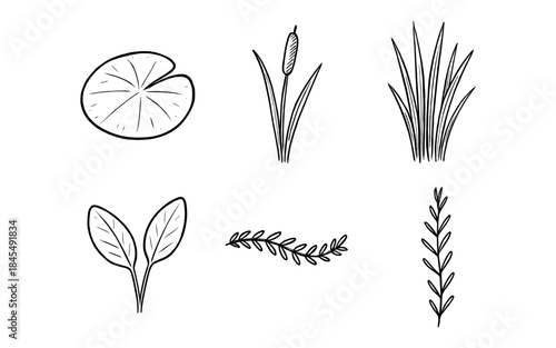 Collection of hand-drawn aquatic and terrestrial plant illustrations in black and white