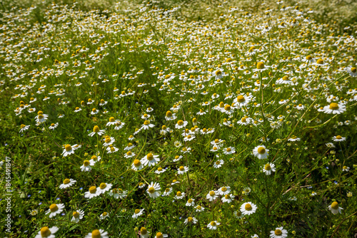 Chamomile flowers blooming in a green meadow with soft natural light