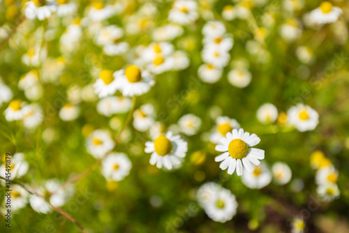 Chamomile flowers blooming in a green meadow with soft natural light