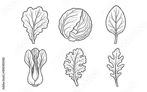 Collection of hand-drawn leafy green vegetables in a simple line art style