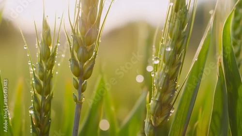 Dewy Wheat Blades at Sunrise