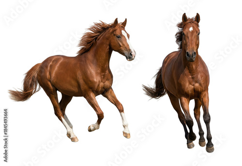 Two chestnut horses running isolated on white background