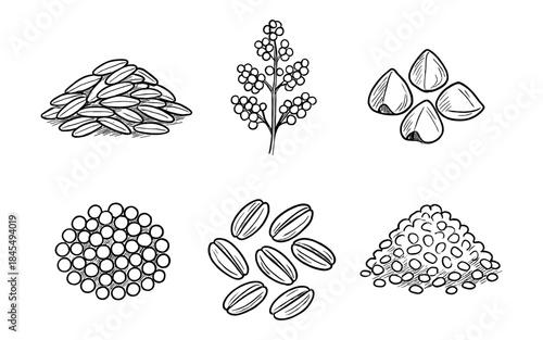 Collection of hand-drawn illustrations of various grains and seeds on a white background