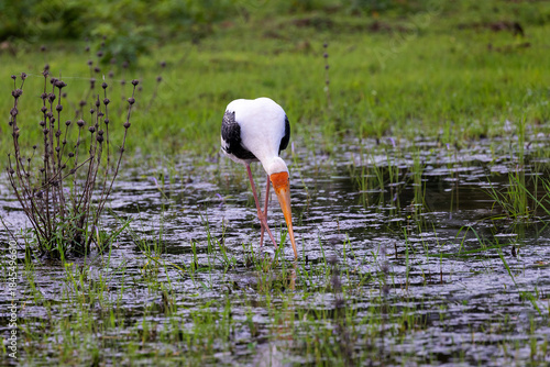 Tableau sur toile Painted Stork (Mycteria leucocephala) Feeding in a Shallow Wetland, Yala Nationa