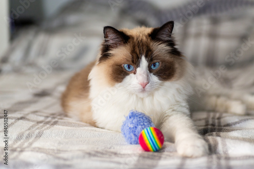Fotografia Purebred ragdoll cat relaxing on cozy soft blanket