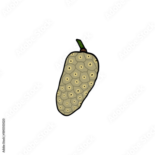 noni fruit, herbal fruit vector illustration
