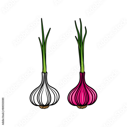 garlic and shallots vector illustration