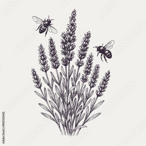 Lavender Bush with Bees Vector Engraving: Detailed botanical illustration of a flowering lavender plant and flying bees in a vintage ink sketch style, symbolizing nature and tranquility.