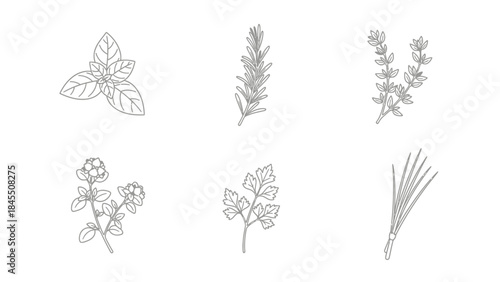 Set of fresh herbs illustrations for culinary and design purposes