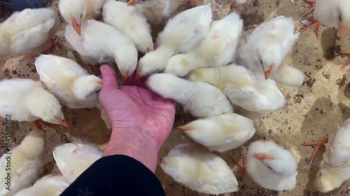 Hand holding and feeding baby chicken