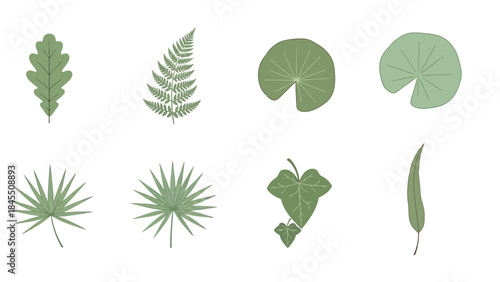Variety of green leaves illustrations on white background nature and botanical concept
