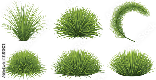 Green ornamental grass bushes illustration set, lush garden foliage plants isolated on white background for landscaping design projects