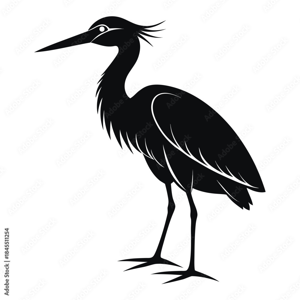 Obraz premium black crowned night heron