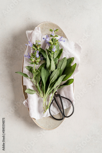 Bunch of  'Salvia officinalis'.