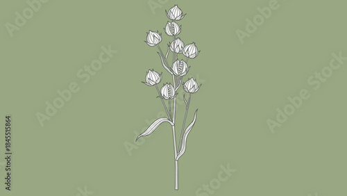 Elegant illustration of flax plant, showcasing delicate floral details on a sage green background