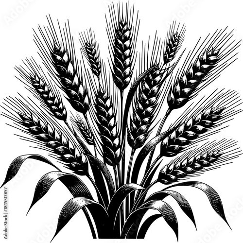 Wheat Harvest: A black and white illustration shows a bundle of wheat, ready for harvest, with the detailed depiction of each stalk and leaf emphasizing the natural texture. 