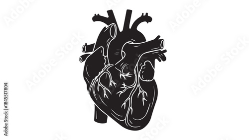 Human Heart Anatomy Vector Illustration Black on White