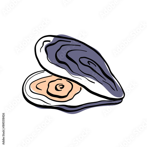 Oyster illustration with clean line art and subtle color accents, ideal for seafood menus, packaging, gourmet branding and coastal cuisine projects