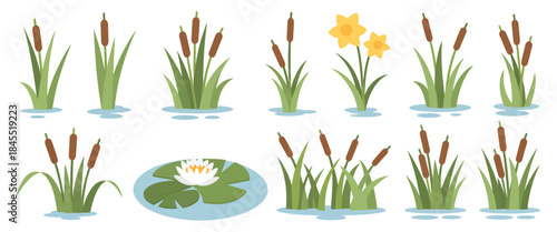 Water plant illustration set, swamp and pond elements with lilies, reeds, cattails, lotus, and aquatic vegetation, modern clean vector style suitable for garden themed designs.