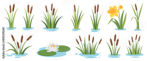 Water flora and swamp plant set, featuring pond elements with lilies, reeds, cattails, lotus, and lake vegetation, clean decorative modern vector illustration for garden themes.