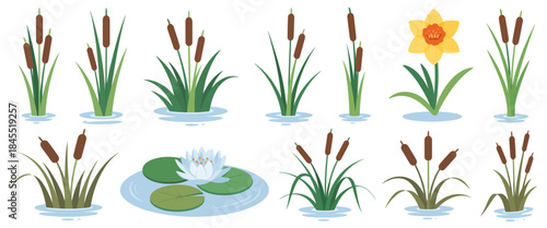 Swamp flora and pond vegetation set, water lilies, reeds, cattails, lotus plants, and lake greenery, clean decorative vector illustration ideal for garden, nature, and landscape projects.
