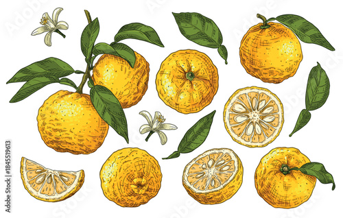 Set sketches with yuzu fruits, branch with yuzu, leaves and flowers. Vector illustration isolated on white background.