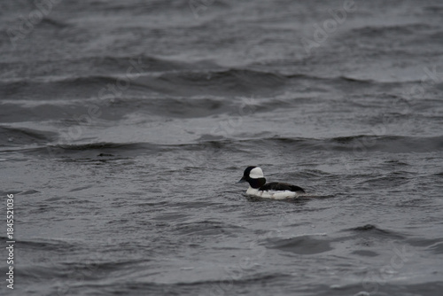 Bufflehead duck swimming in the wetlands of Montezuma National Wildlife Refuge