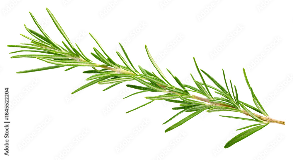 Fototapeta premium Fresh green rosemary isolated on a transparent background. Rosemary twig top view. Rosemary full macro photo png