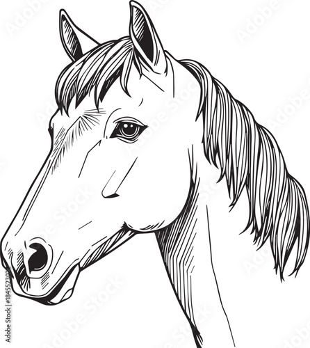 Black horse head vector silhouette drawing illustration, perfect for farm or wild equestrian mustang art