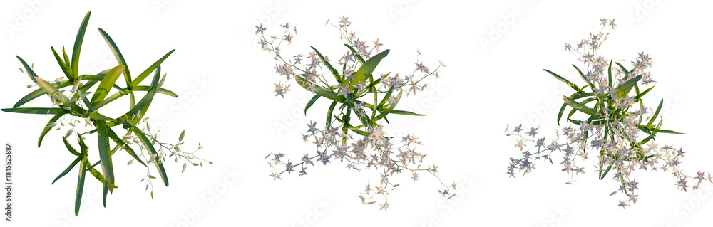 Fototapeta premium Odontoglossum orchid tree plan, top view, cutout, transparent background, isolate, Floral branch with delicate blooms, botanical tree elements