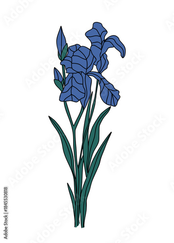 Blue Iris, the February birth month flower, with elegant lines. Minimalist art nouveau vector illustration isolated on transparent background.