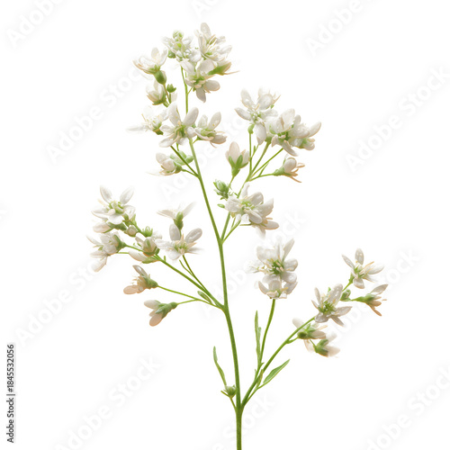 White Flowers With Water Droplets on a Green Stem in a Bright Setting