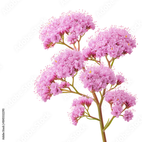 Pink Flowers Grow on a Green Stem in a Simple Arrangement