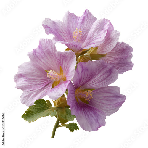 Flowers With Pink Petals and Green Stems in a Bright Setting During the Day