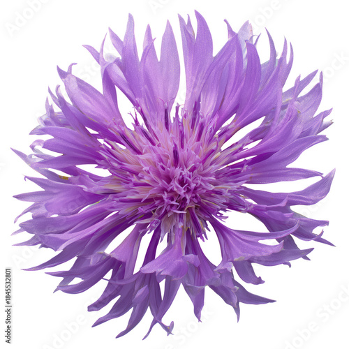 Bright Purple Flower With Unique Petal Shape Displayed on a White Background