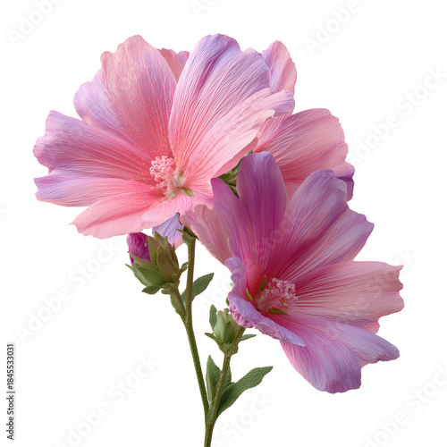 Flowers With Pink Petals and Green Stems in a Bright Setting During the Day