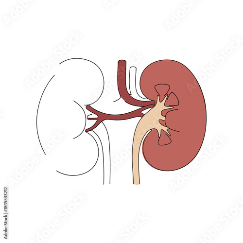 Medical illustration of a human kidney and its blood vessels.