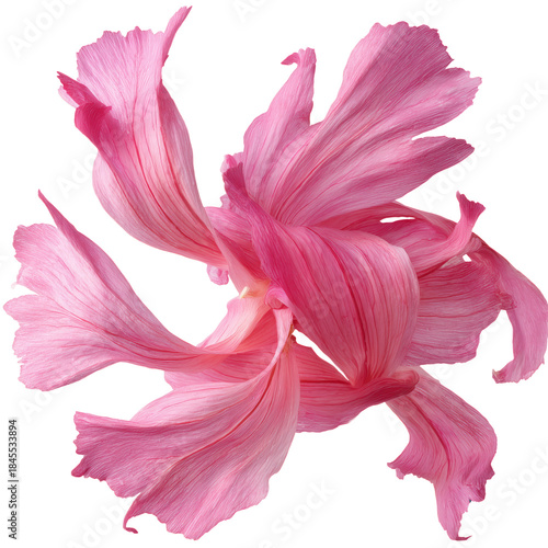 Bright Pink Flower on White Background With Delicate Petals Swirling Around