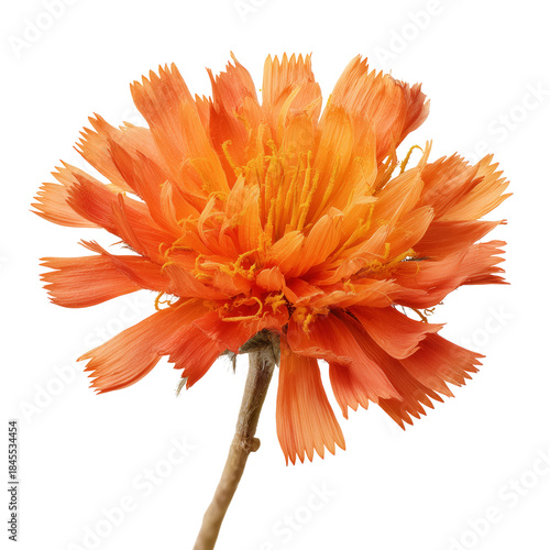 Bright Orange Flower With Layered Petals Against a White Background in a Simp...