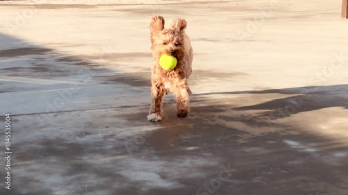 Playful Dog Running With Ball in Slow Motion, Morning Light
